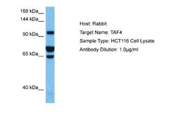 Taf4 Rabbit anti-Human, Polyclonal, Novus Biologicals 0.1 mL | Buy Online | Novus Biologicals | Fisher Scientific